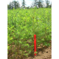 Псевдотсуга Мензіса / Дугласія | Pseudotsuga menziesii | Псевдотсуга Мензиса / Дугласия