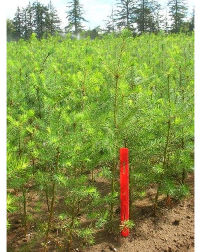 Псевдотсуга Мензіса / Дугласія | Pseudotsuga menziesii | Псевдотсуга Мензиса / Дугласия
