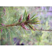 Псевдотсуга Мензіса / Дугласія | Pseudotsuga menziesii | Псевдотсуга Мензиса / Дугласия