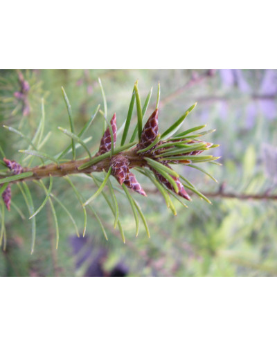 Псевдотсуга Мензіса / Дугласія | Pseudotsuga menziesii | Псевдотсуга Мензиса / Дугласия