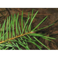 Псевдотсуга Мензіса / Дугласія | Pseudotsuga menziesii | Псевдотсуга Мензиса / Дугласия
