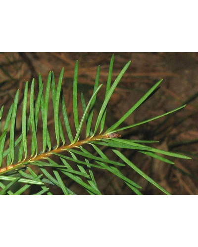 Псевдотсуга Мензіса / Дугласія | Pseudotsuga menziesii | Псевдотсуга Мензиса / Дугласия