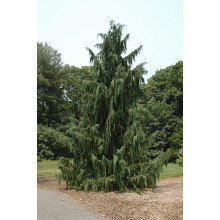 Кипарисовик нутканський Глаука | Chamaecyparis nootkatensis Glauca | Кипарисовик нутканский Глаука
