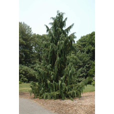 Кипарисовик нутканський Глаука | Chamaecyparis nootkatensis Glauca | Кипарисовик нутканский Глаука