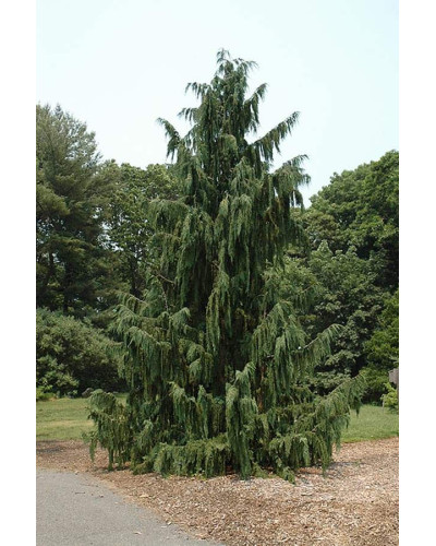 Кипарисовик нутканський Глаука | Chamaecyparis nootkatensis Glauca | Кипарисовик нутканский Глаука