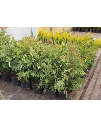 Кипарисовик нутканський Глаука | Chamaecyparis nootkatensis Glauca | Кипарисовик нутканский Глаука