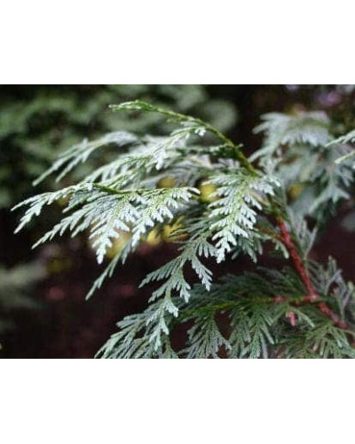 Кипарисовик нутканський Глаука | Chamaecyparis nootkatensis Glauca | Кипарисовик нутканский Глаука