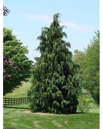Кипарисовик нутканський Глаука | Chamaecyparis nootkatensis Glauca | Кипарисовик нутканский Глаука