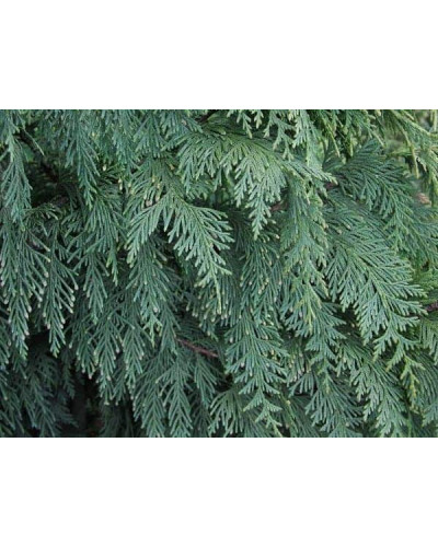 Кипарисовик нутканський Глаука | Chamaecyparis nootkatensis Glauca | Кипарисовик нутканский Глаука