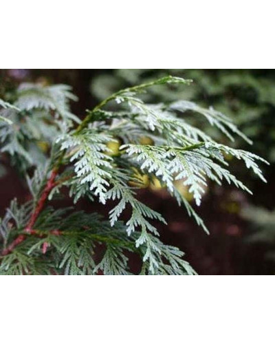 Кипарисовик нутканський Глаука | Chamaecyparis nootkatensis Glauca | Кипарисовик нутканский Глаука