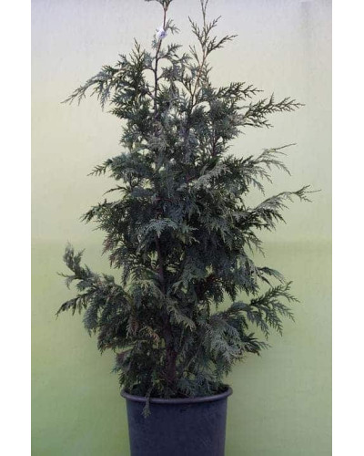 Кипарисовик нутканський Глаука | Chamaecyparis nootkatensis Glauca | Кипарисовик нутканский Глаука