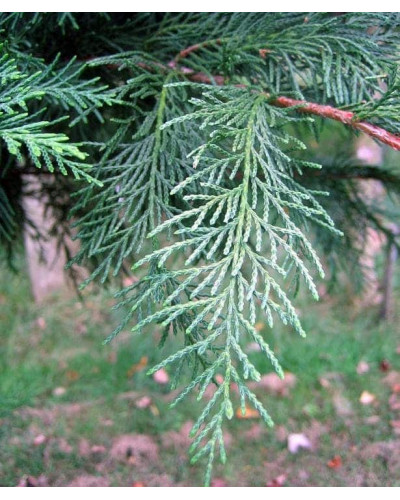 Кипарисовик нутканський Глаука | Chamaecyparis nootkatensis Glauca | Кипарисовик нутканский Глаука
