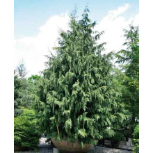 Кипарисовик нутканський Глаука | Chamaecyparis nootkatensis Glauca | Кипарисовик нутканский Глаука