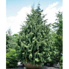 Кипарисовик нутканський Глаука | Chamaecyparis nootkatensis Glauca | Кипарисовик нутканский Глаука