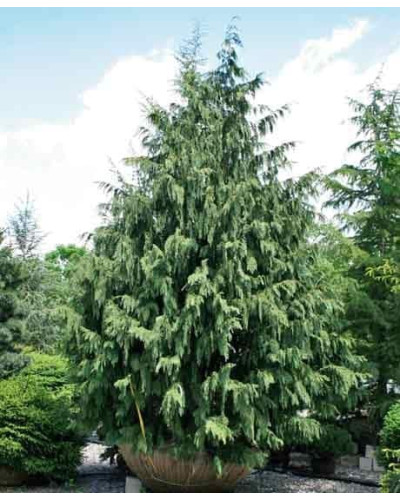 Кипарисовик нутканський Глаука | Chamaecyparis nootkatensis Glauca | Кипарисовик нутканский Глаука