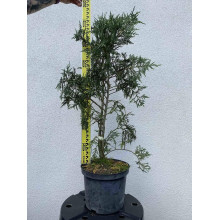 Кипарисовик нутканський Глаука | Chamaecyparis nootkatensis Glauca | Кипарисовик нутканский Глаука