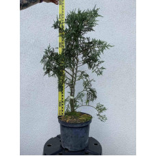 Кипарисовик нутканський Глаука | Chamaecyparis nootkatensis Glauca | Кипарисовик нутканский Глаука