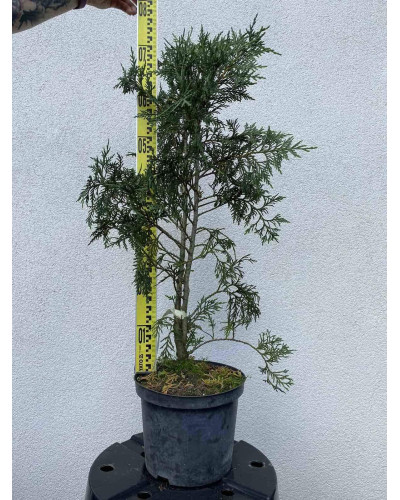 Кипарисовик нутканський Глаука | Chamaecyparis nootkatensis Glauca | Кипарисовик нутканский Глаука