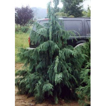 Кипарисовик нутканський Глаука | Chamaecyparis nootkatensis Glauca | Кипарисовик нутканский Глаука
