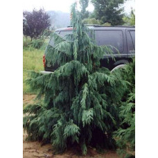 Кипарисовик нутканський Глаука | Chamaecyparis nootkatensis Glauca | Кипарисовик нутканский Глаука