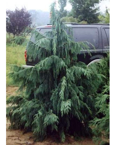 Кипарисовик нутканський Глаука | Chamaecyparis nootkatensis Glauca | Кипарисовик нутканский Глаука