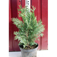 Кипарисовик нутканський Глаука | Chamaecyparis nootkatensis Glauca | Кипарисовик нутканский Глаука