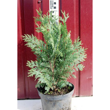 Кипарисовик нутканський Глаука | Chamaecyparis nootkatensis Glauca | Кипарисовик нутканский Глаука