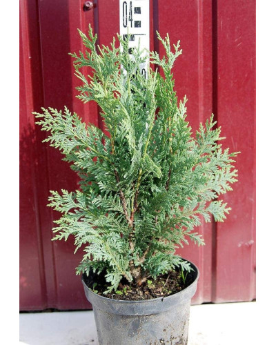 Кипарисовик нутканський Глаука | Chamaecyparis nootkatensis Glauca | Кипарисовик нутканский Глаука