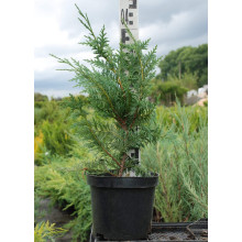 Кипарисовик нутканський Глаука | Chamaecyparis nootkatensis Glauca | Кипарисовик нутканский Глаука