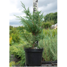 Кипарисовик нутканський Глаука | Chamaecyparis nootkatensis Glauca | Кипарисовик нутканский Глаука