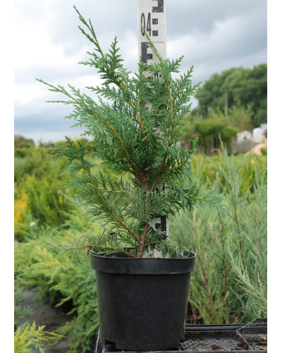 Кипарисовик нутканський Глаука | Chamaecyparis nootkatensis Glauca | Кипарисовик нутканский Глаука