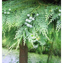 Кипарисовик нутканський Глаука | Chamaecyparis nootkatensis Glauca | Кипарисовик нутканский Глаука