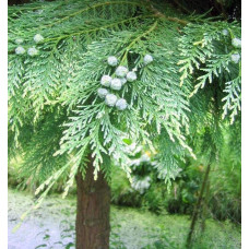 Кипарисовик нутканський Глаука | Chamaecyparis nootkatensis Glauca | Кипарисовик нутканский Глаука