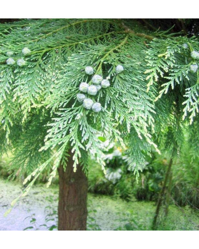 Кипарисовик нутканський Глаука | Chamaecyparis nootkatensis Glauca | Кипарисовик нутканский Глаука