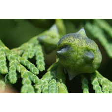 Кипарисовик нутканський Глаука | Chamaecyparis nootkatensis Glauca | Кипарисовик нутканский Глаука