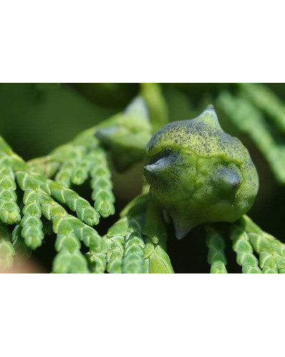 Кипарисовик нутканський Глаука | Chamaecyparis nootkatensis Glauca | Кипарисовик нутканский Глаука