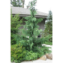 Кипарисовик нутканський Пендула | Chamaecyparis nootkatensis Pendula | Кипарисовик нутканский Пендула