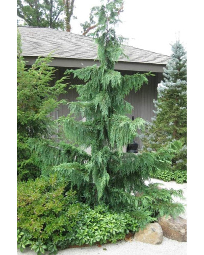 Кипарисовик нутканський Пендула | Chamaecyparis nootkatensis Pendula | Кипарисовик нутканский Пендула