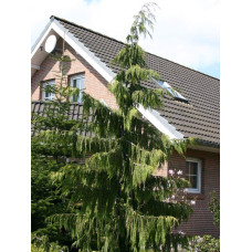 Кипарисовик нутканський Пендула | Chamaecyparis nootkatensis Pendula | Кипарисовик нутканский Пендула