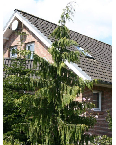 Кипарисовик нутканський Пендула | Chamaecyparis nootkatensis Pendula | Кипарисовик нутканский Пендула