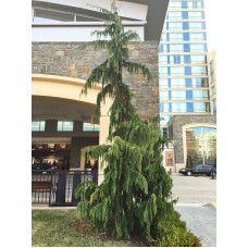 Кипарисовик нутканський Пендула | Chamaecyparis nootkatensis Pendula | Кипарисовик нутканский Пендула