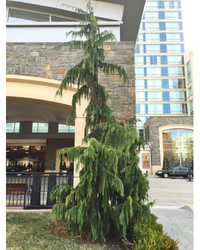 Кипарисовик нутканський Пендула | Chamaecyparis nootkatensis Pendula | Кипарисовик нутканский Пендула