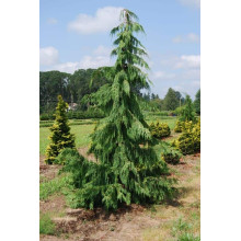 Кипарисовик нутканський Пендула | Chamaecyparis nootkatensis Pendula | Кипарисовик нутканский Пендула