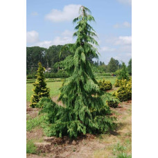 Кипарисовик нутканський Пендула | Chamaecyparis nootkatensis Pendula | Кипарисовик нутканский Пендула