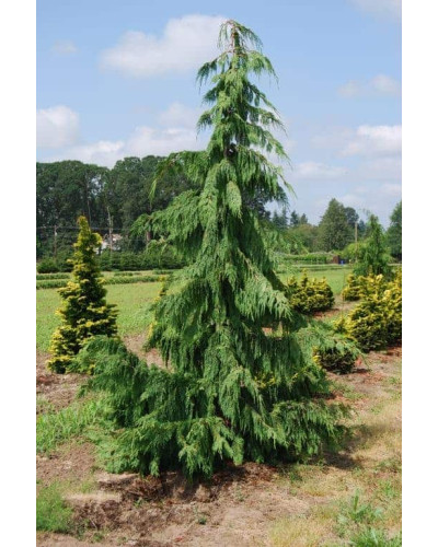 Кипарисовик нутканський Пендула | Chamaecyparis nootkatensis Pendula | Кипарисовик нутканский Пендула