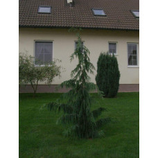 Кипарисовик нутканський Пендула | Chamaecyparis nootkatensis Pendula | Кипарисовик нутканский Пендула
