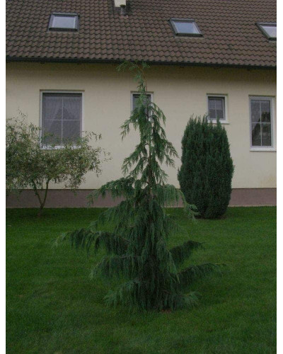 Кипарисовик нутканський Пендула | Chamaecyparis nootkatensis Pendula | Кипарисовик нутканский Пендула