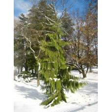 Кипарисовик нутканський Пендула | Chamaecyparis nootkatensis Pendula | Кипарисовик нутканский Пендула