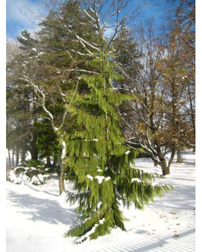 Кипарисовик нутканський Пендула | Chamaecyparis nootkatensis Pendula | Кипарисовик нутканский Пендула