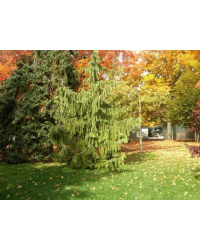 Кипарисовик нутканський Пендула | Chamaecyparis nootkatensis Pendula | Кипарисовик нутканский Пендула